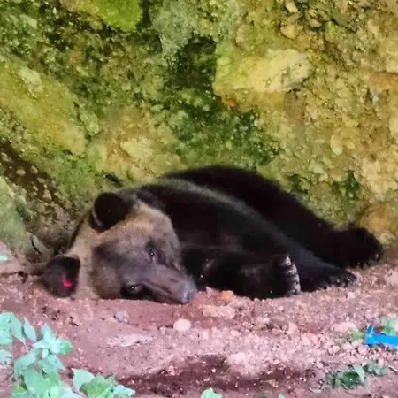 Casa vacanze La Casa Dell'orso - Parco D'abruzzo *