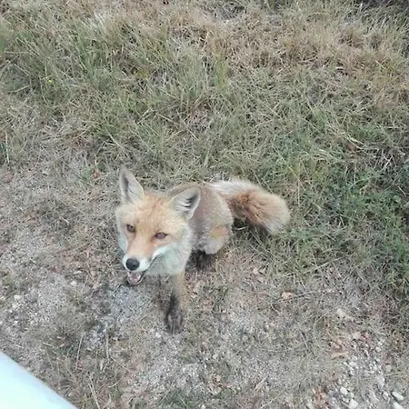 Casa vacanze La Casa Dell'orso - Parco D'abruzzo *