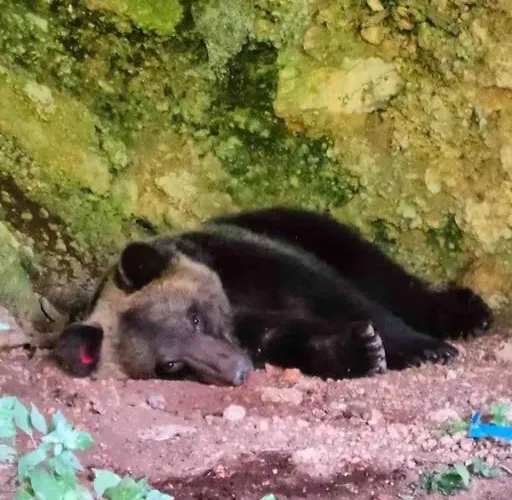 Vakantiehuis La Casa Dell'orso - Parco D'abruzzo *