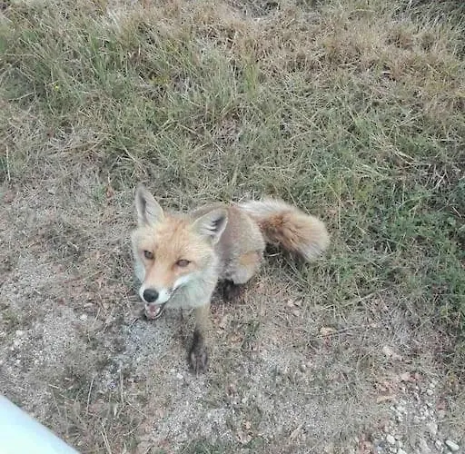 Vakantiehuis La Casa Dell'orso - Parco D'abruzzo *
